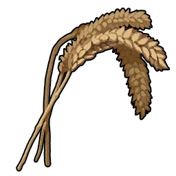 Wheat