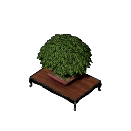 Bonsai